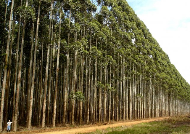 SECTOR DE BIODIVERSIDAD