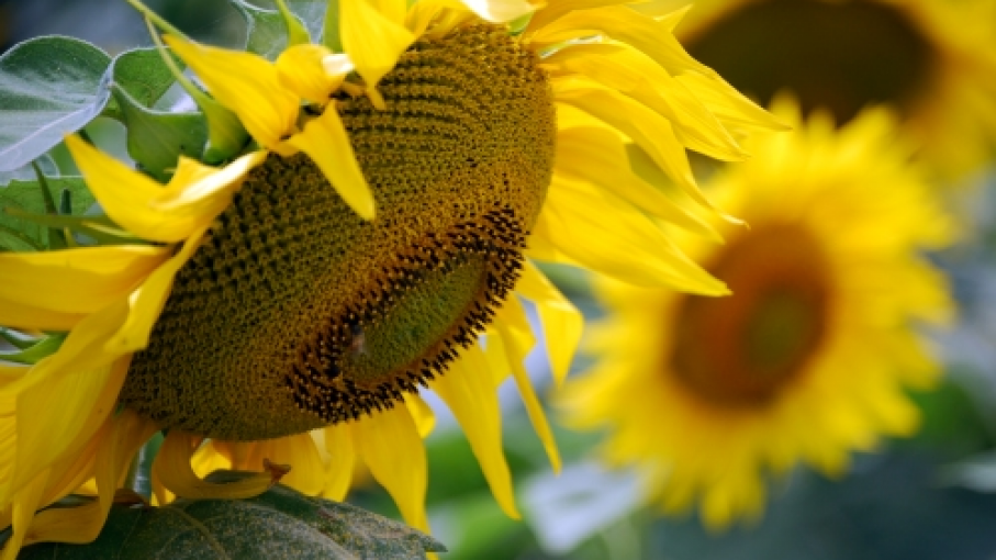 El girasol en la Argentina - Agritotal