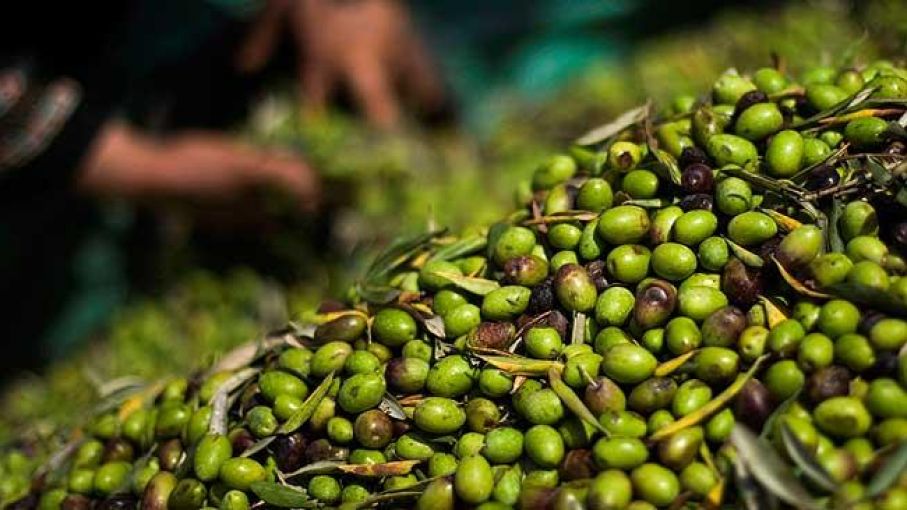 aceitunas la explanada