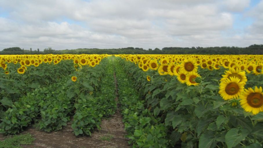 Fuerte recorte en la producción mundial de girasol - Agritotal