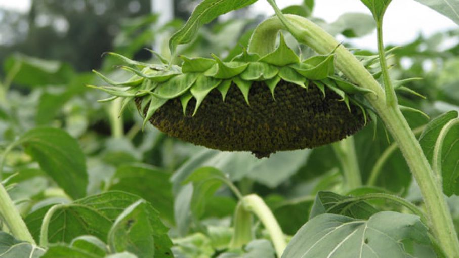 El girasol expande los límites de la agricultura - Agritotal