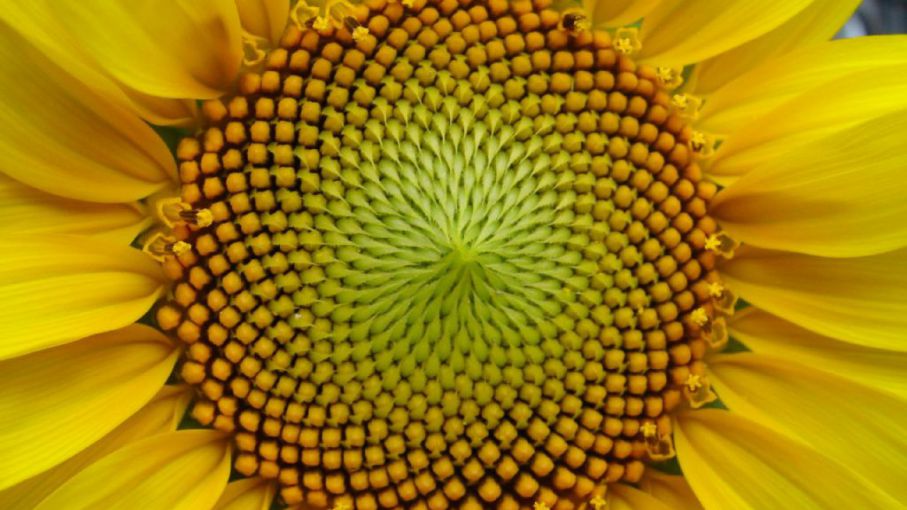 Para llegar al verano sano: semillas de girasol - Agritotal