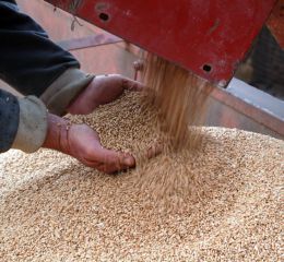 El informe del USDA no mostró variantes en la producción de granos -  Agritotal