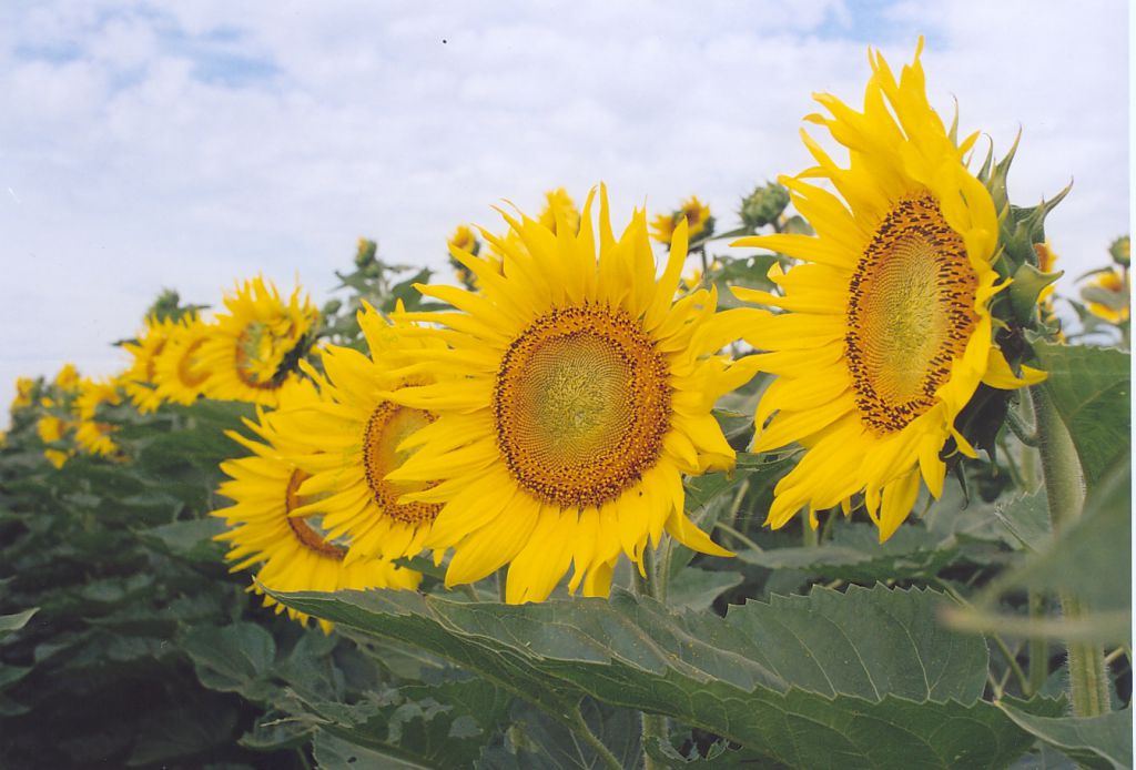 El aceite de girasol - Agritotal