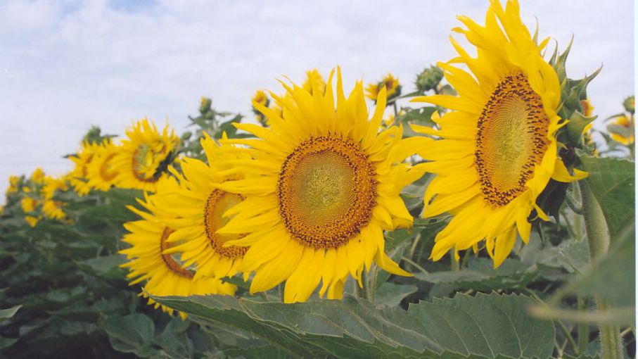 Prevén que se acelere la siembra de girasol y maíz en Santa Fe - Agritotal