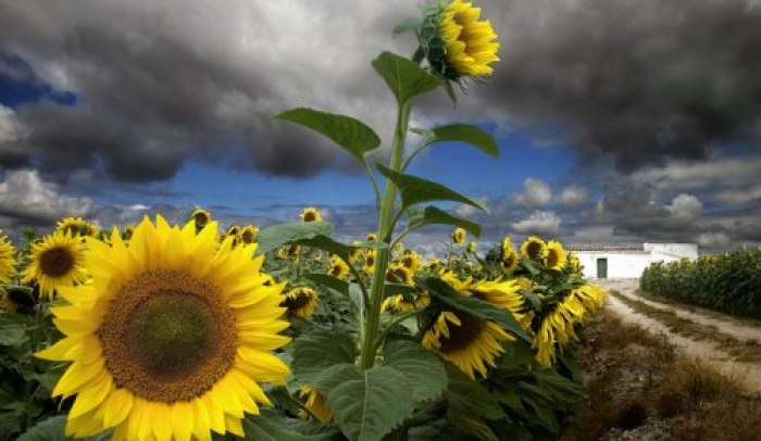 Crece el girasol en áreas donde cayó el maíz - Agritotal