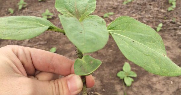 En Santa Fe el girasol avanza con buena germinación - Agritotal