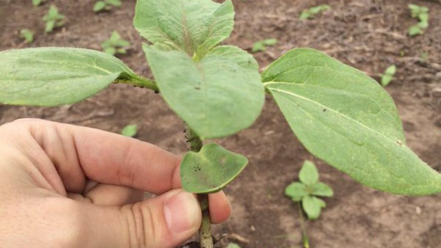 En Santa Fe el girasol avanza con buena germinación - Agritotal