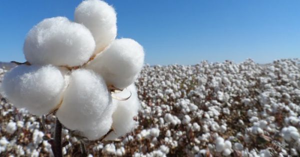 La lluvia complica la cosecha de algodón y soja en el Chaco - Agritotal