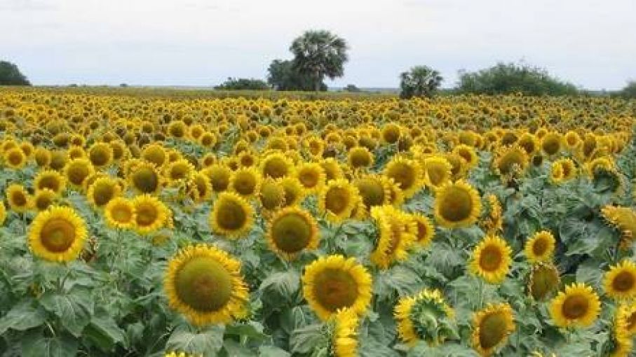 El girasol demostró por qué es el mejor negocio para los tiempos de sequía  - Agritotal