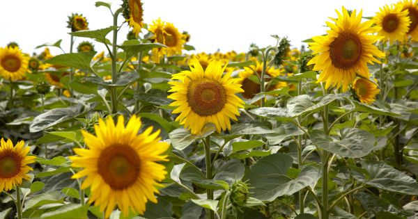 Con rindes históricos, el girasol cierra una buena campaña - Agritotal