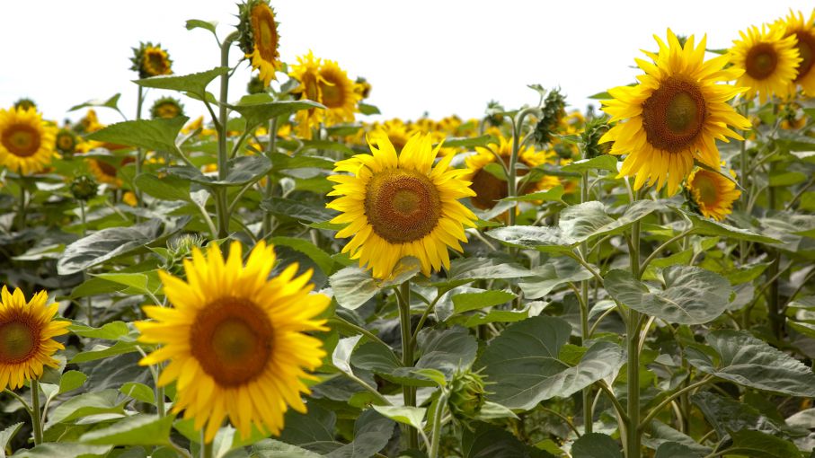 Con rindes históricos, el girasol cierra una buena campaña - Agritotal