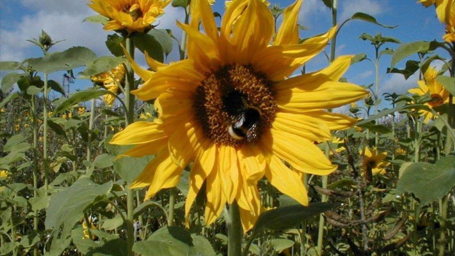 Avanza la cosecha de girasol en el oeste de Buenos Aires - Agritotal