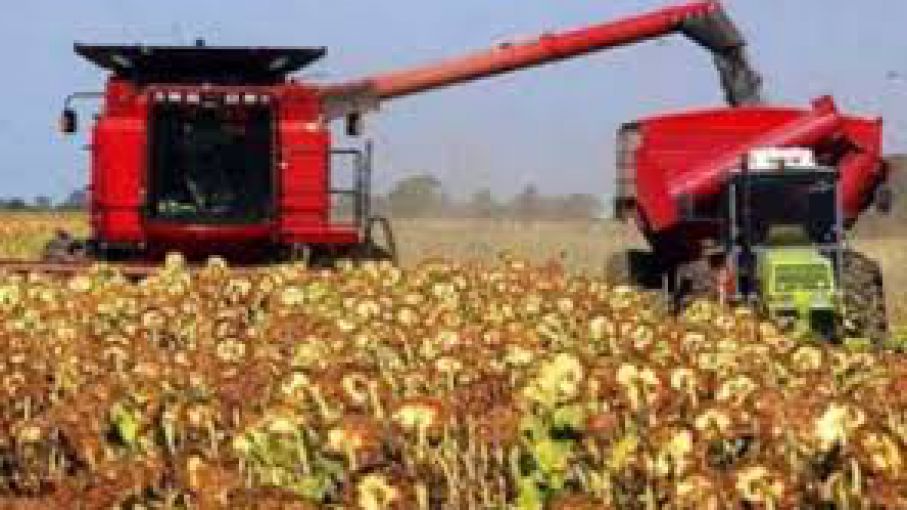 Santa Fe: avanza con lentitud la cosecha de girasol - Agritotal