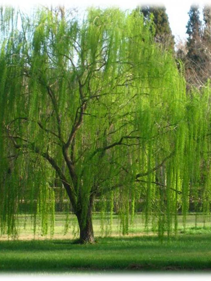 Proponene reforestar con especies nativas suelos afectados por el clima -  Agritotal