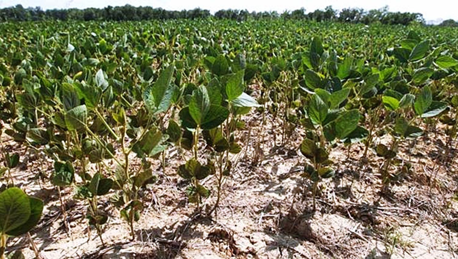 Tips sobre la calidad del grano de soja – La Semana Entre Dos Ríos