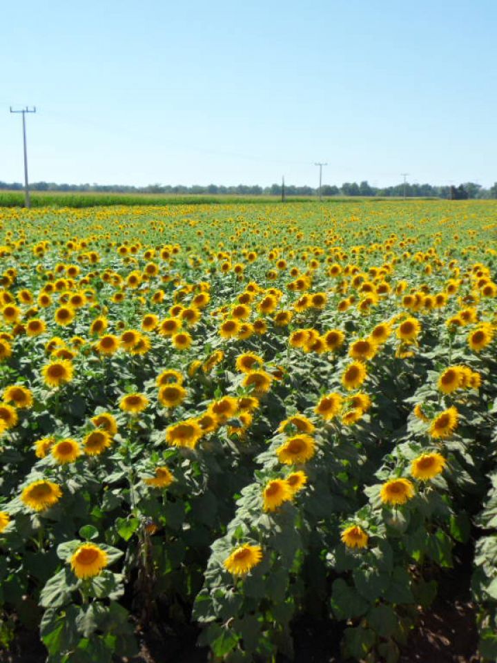 De cara a la siembra de girasol, recomendaciones de un productor  experimentado - Agritotal