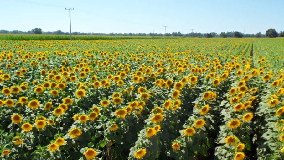 De cara a la siembra de girasol, recomendaciones de un productor  experimentado - Agritotal