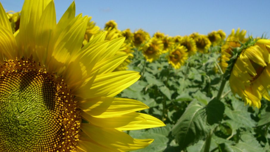 Rusia logra la mayor superficie sembrada de girasol en un país - Agritotal