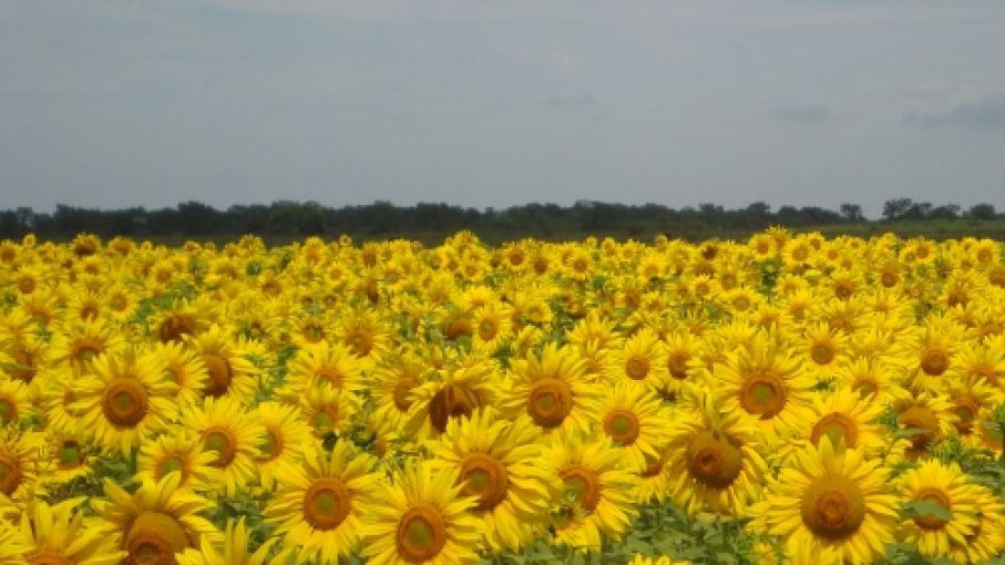 Girasol: incertidumbre productiva y caída de precios de girasol - Agritotal