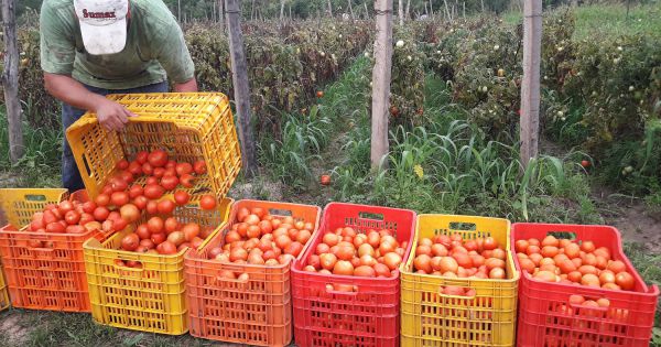 Piden Intervención Del Gobierno En El Conflicto De Productores De ...