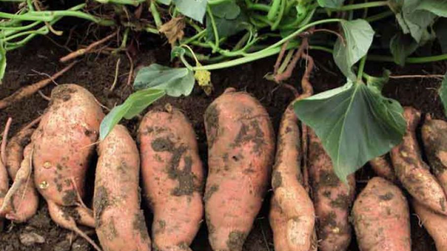 El Cultivo De Batata En Tucumán Una Opción Para Diversificar Agritotal 4376