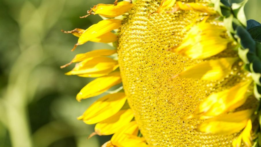 Cómo se forma el precio del girasol - Agritotal