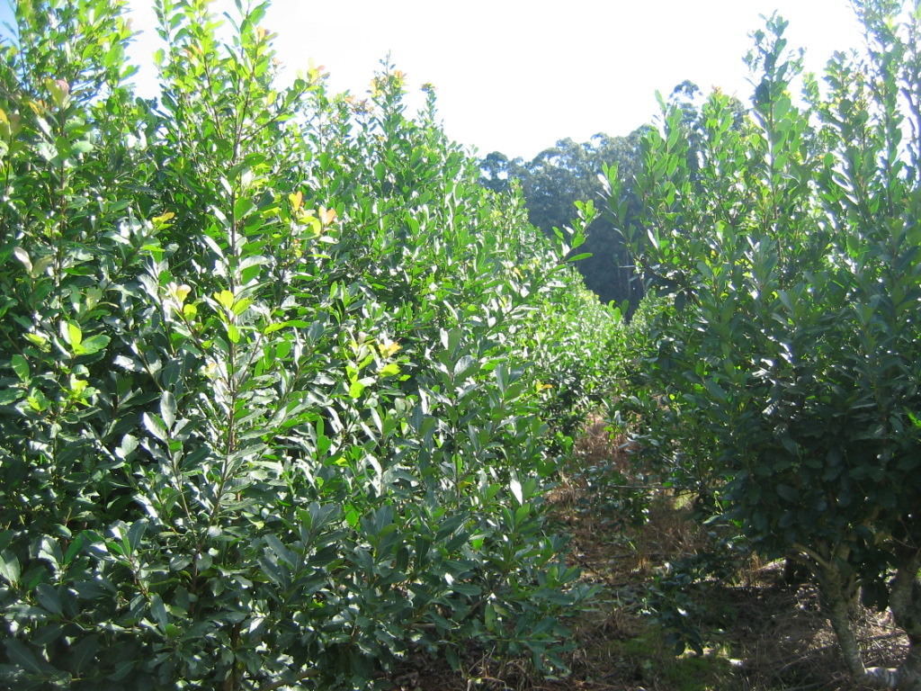 Agricultura laudó y fijó el precio de la hoja verde de yerba mate -  Agritotal