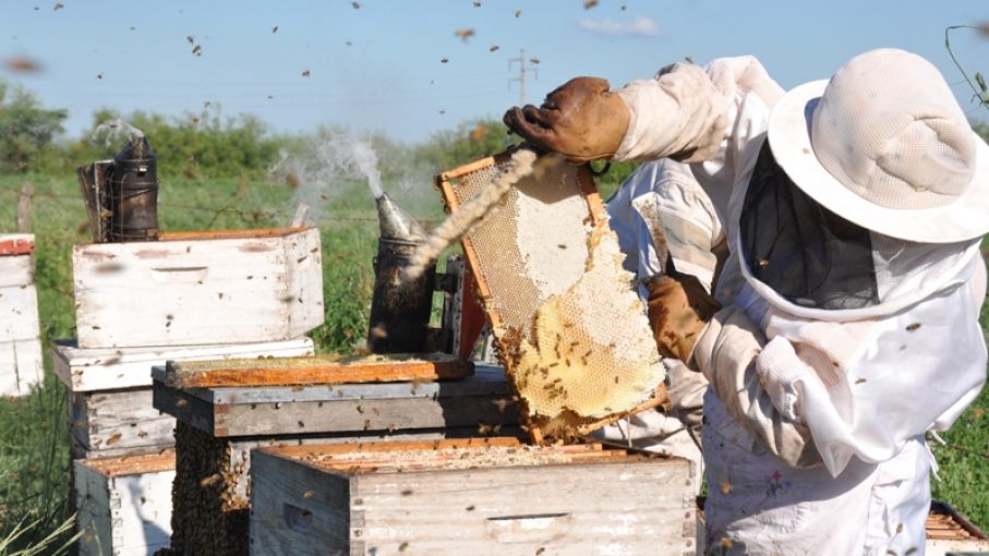 Capacitación sobre manejo productivo y sustentable apícola