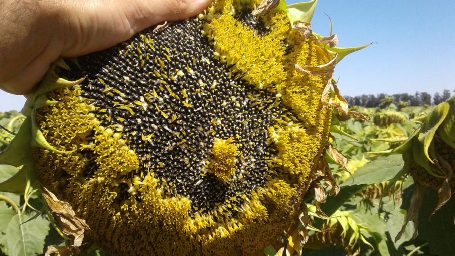 Con menos área la cosecha de girasol fue superior al ciclo pasado en Santa  Fe - Agritotal