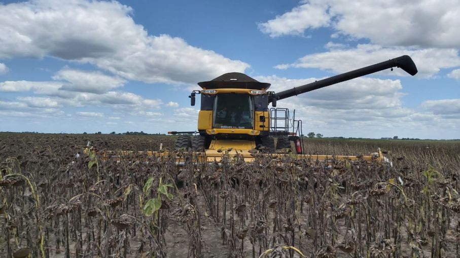 En Santa Fe arrancó con buen ritmo la trilla de girasol - Agritotal