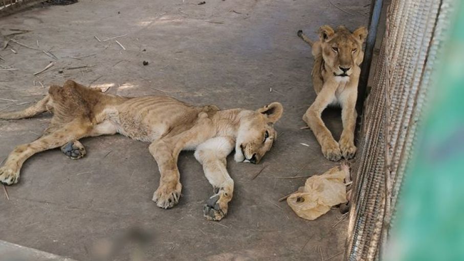 Polémica por el mal estado de leones en un zoo de Sudán - Agritotal