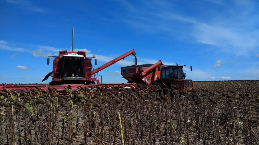 Con rindes pobres arrancó la trilla de girasol en Santa Fe - Agritotal