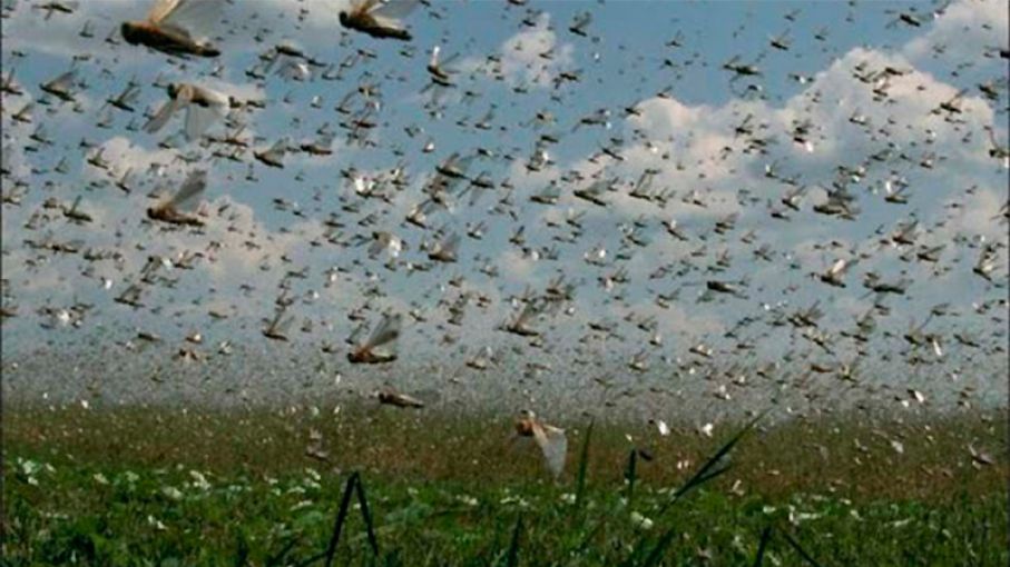 Nubes de langostas en el cielo entrerriano - Agritotal