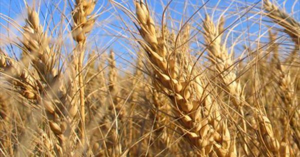 Wheat: more than 150,000 tons.  in the core region for good yields harvested