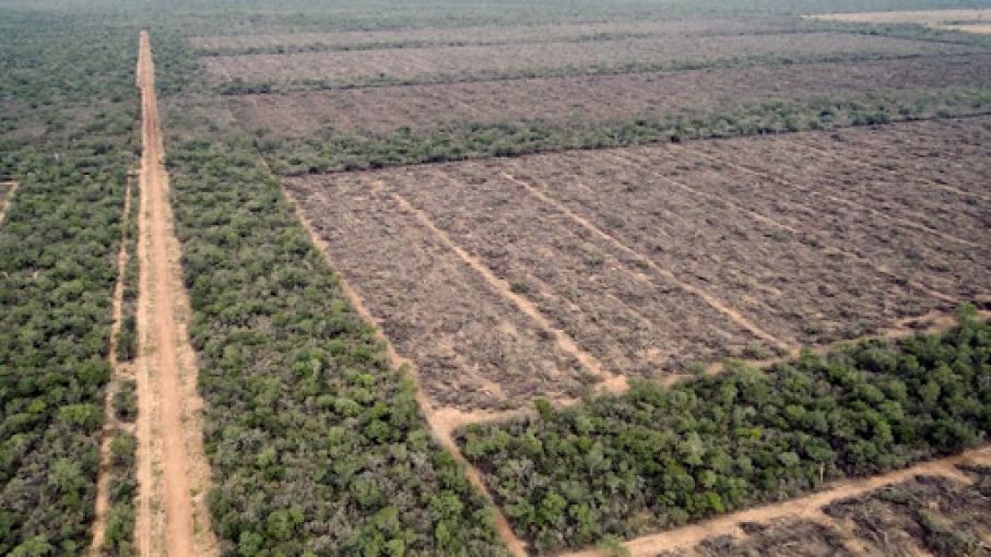 El desmonte pone en riesgo la producci n de alimentos en el Chaco