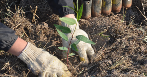 A cooperative planted trees to sequester 46 tons of CO2 per year