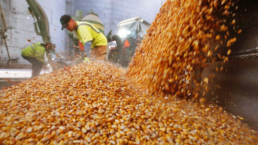 Se Aceleran Las Ventas De Maiz Ante Los Buenos Precios Internacionales Agritotal 9374