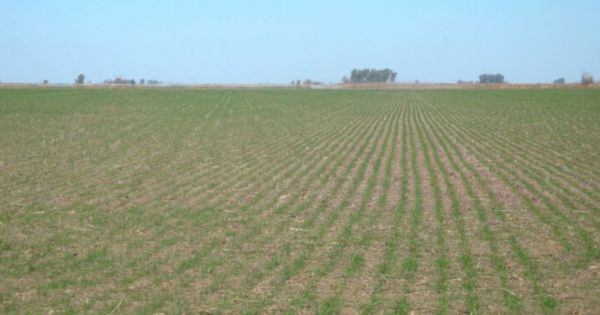 Wheat: they project planting of 7 million hectares and harvest of 20 million tons.