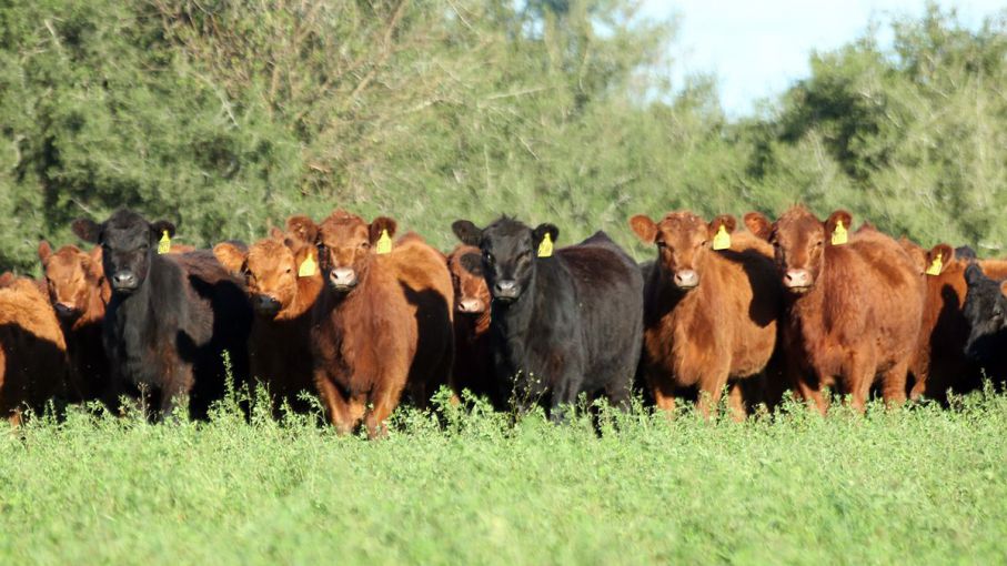 El IPCVA presentó el informe “Carne Argentina, Carne Sustentable: la