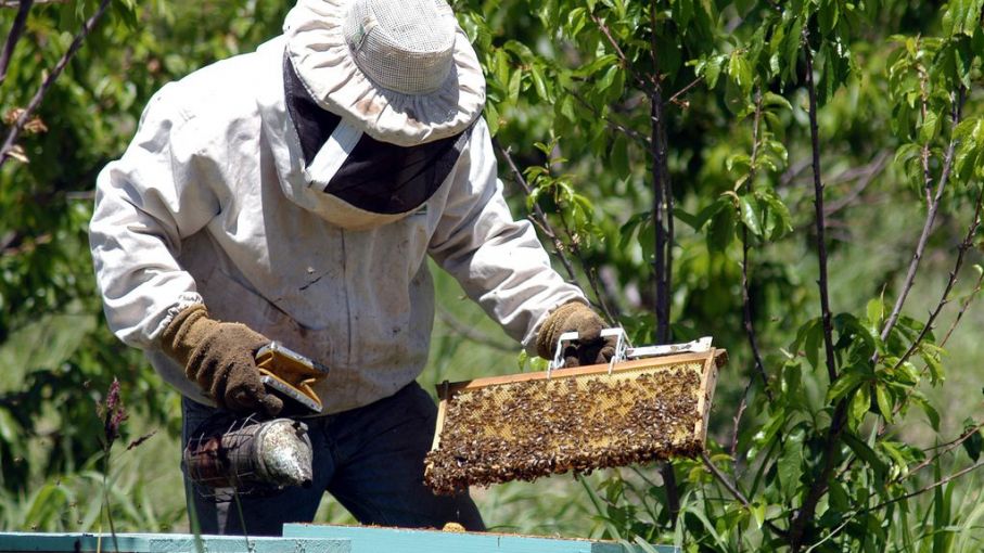 Las colmenas se asfixian por el calor y la sequía: la producción