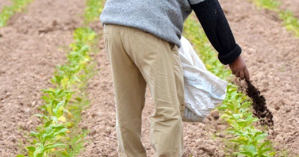 Organic and natural fertilization in the progress of tobacco