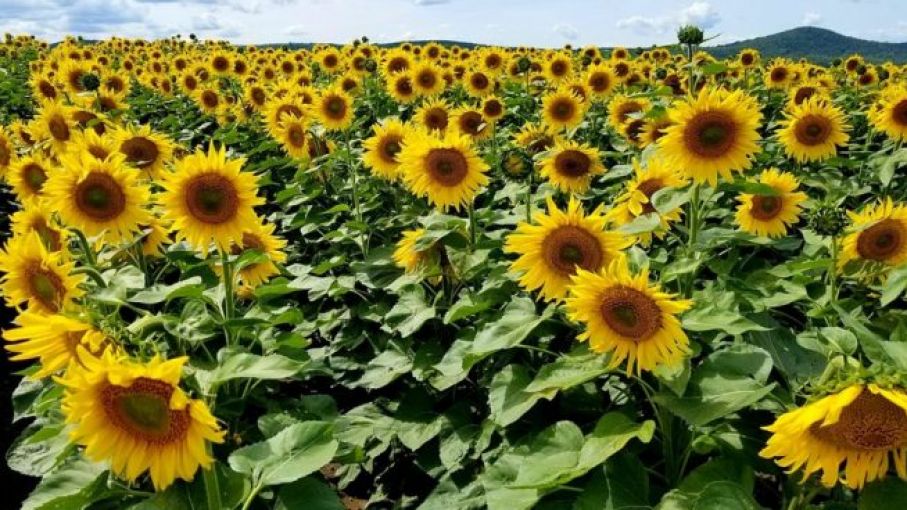 El clima eclipsa al girasol: la sequía frenó la siembra y hay lotes con  daños por las heladas - Agritotal