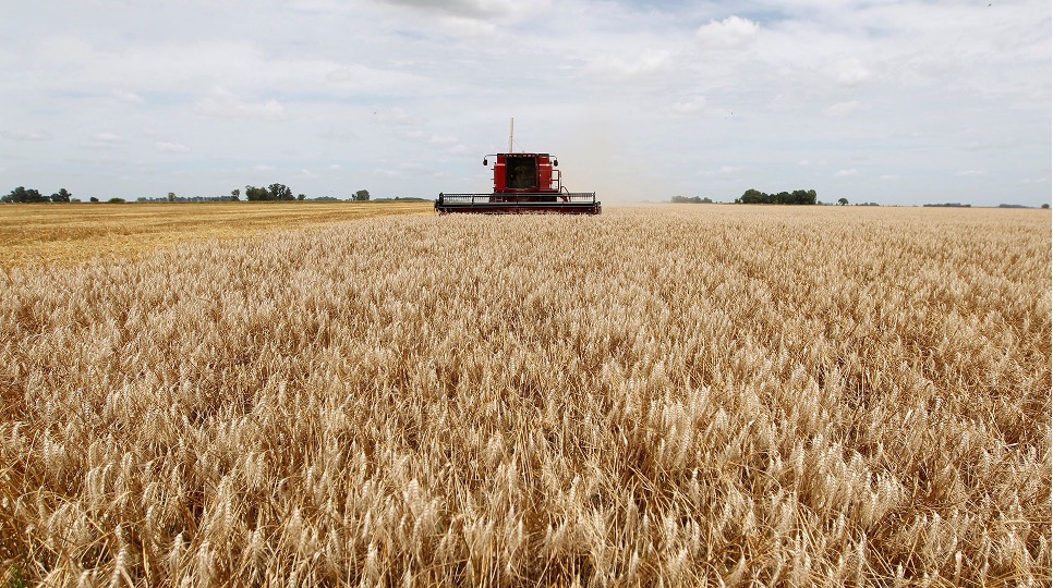 Aclaran que no hay cambios en la comercialización del trigo argentino