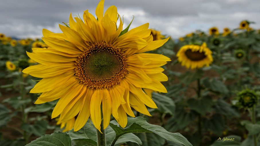 Todo indica que el girasol tiene aguante - Agritotal