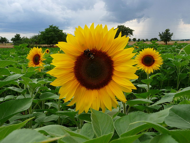 Girasol: gran parte de las hectáreas proyectadas se encuentran en estado  bueno y normal - Agritotal