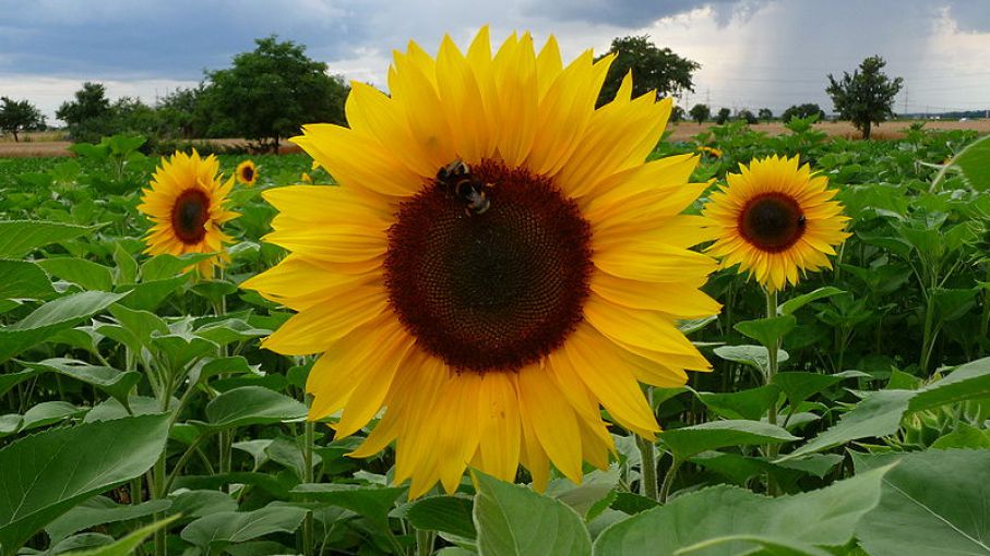 Girasol: gran parte de las hectáreas proyectadas se encuentran en estado  bueno y normal - Agritotal