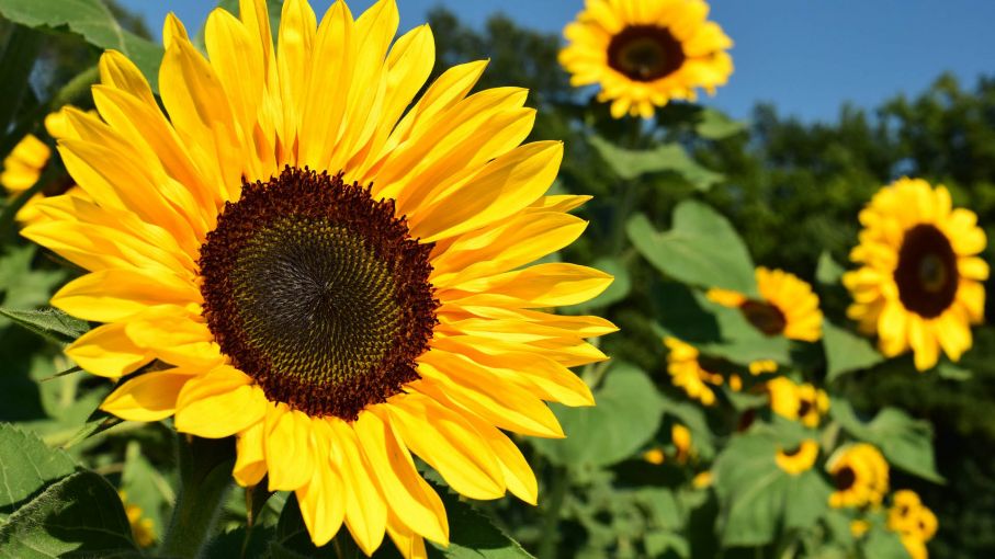 Girasol: lluvias sobre el centro del área agrícola mejoran la condición de  la oleaginosa - Agritotal