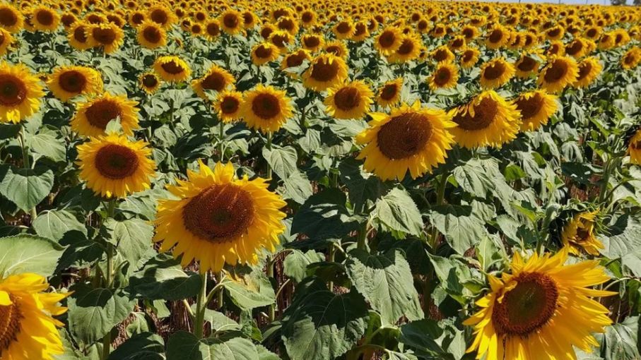 Santa Fe: las condiciones climáticas se plasmaron en los rendimientos de  girasol y maíz temprano - Agritotal