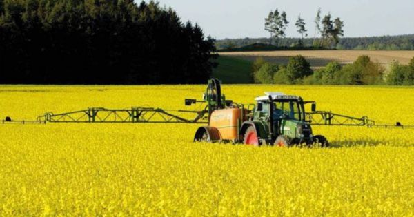 Paraguayan canola: growing demand and great planting capacity in the country